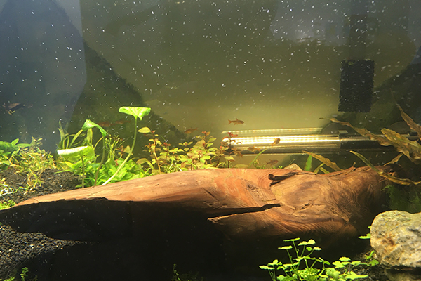 Driftwood aquarium