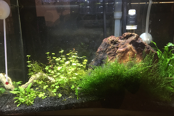 Aquarium just went from low tech to high