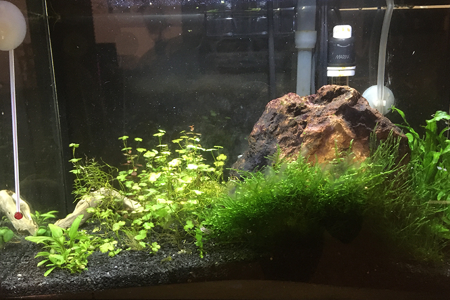 Aquarium just went from low tech to high