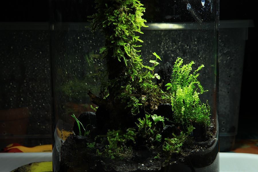 Deep forest terrarium